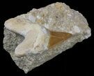 Otodus Shark Tooth Fossil In Rock - Eocene #60210-2